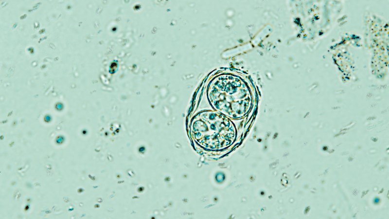 A microscope image of a Toxoplasma gondii oocyte. The background is light green. The parasite appears as two round cells encased in an oval outer shell.