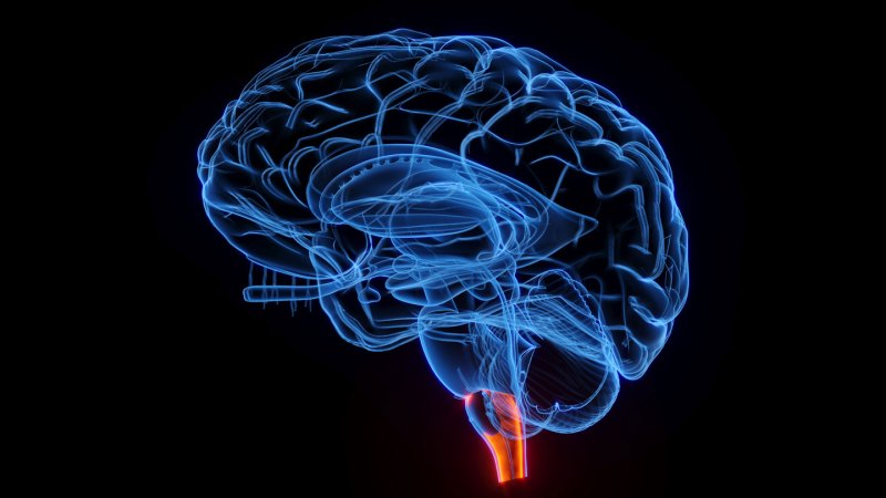 An illustrated brain is outlined in blue on a black background. An area of the brain stem at the base of the brain is highlighted in orangy-red. This area is a target for a potential treatment aimed at reversing the wasting that comes along with advanced cancer.